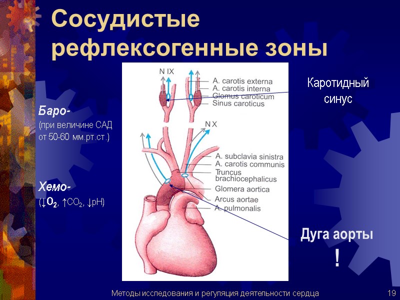 Сосудистые рефлексогенные зоны Дуга аорты ! Каротидный синус Баро- (при величине САД  от